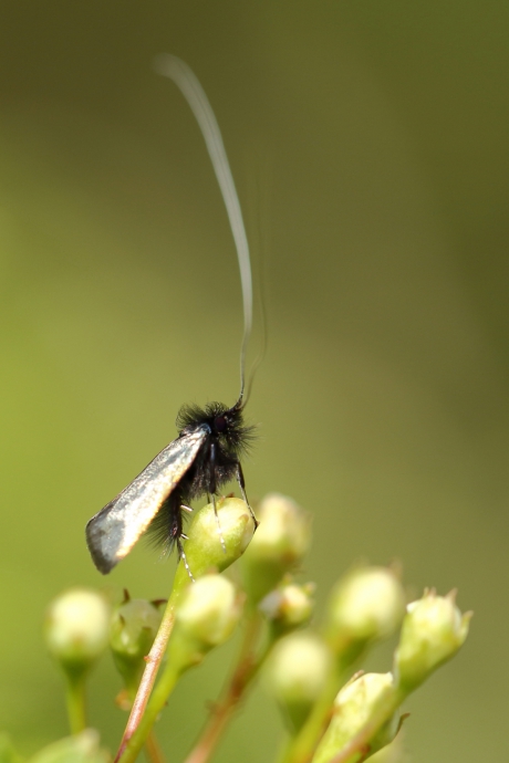 smaragdlangsprietmot -m-