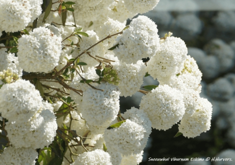 Sneeuwbal Viburnum Eskimo.
