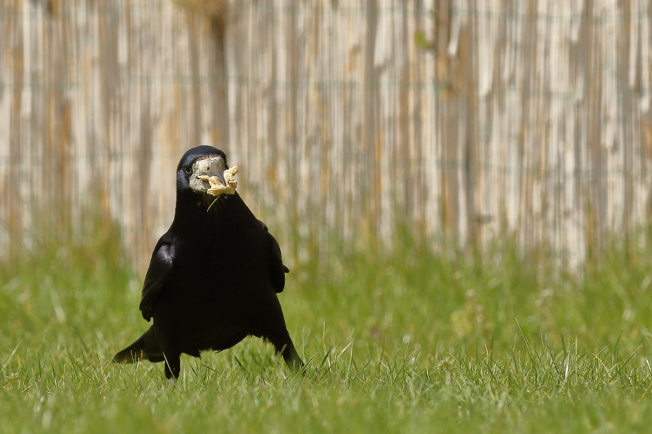 snelle hap - Vogels - roek