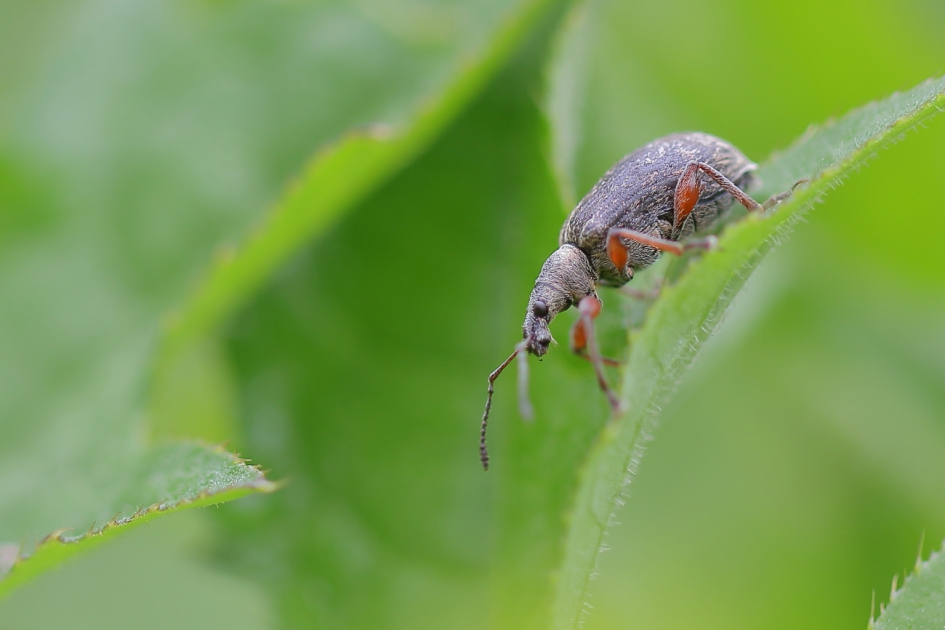 snuitkever - Geleedpotigen - snuitkever