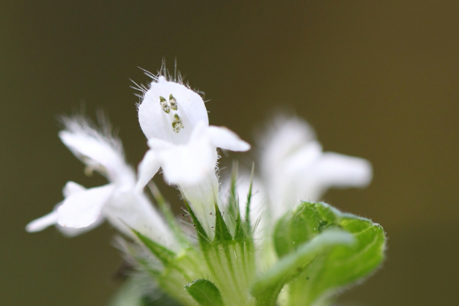 spooky - Planten - gewone hennepnetel
