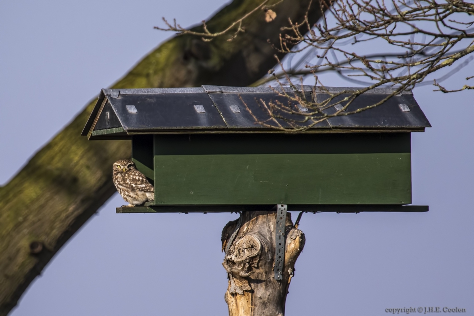 Steenuil (Athene noctua) - Vogels - Steenuil