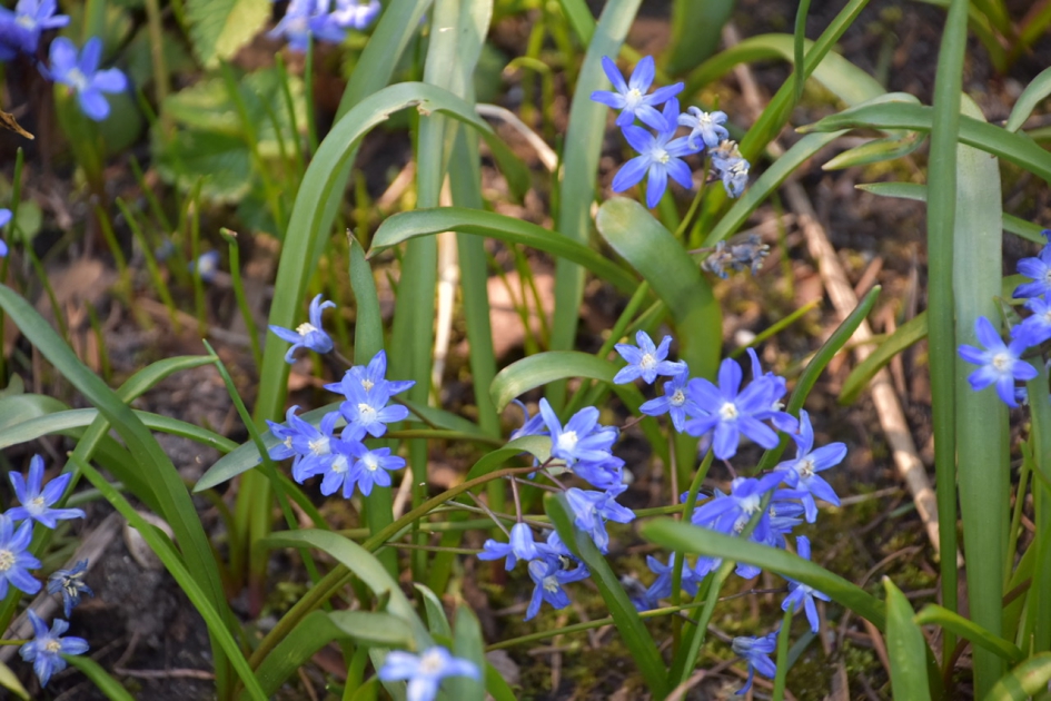 Sterhyacinten - Planten - 