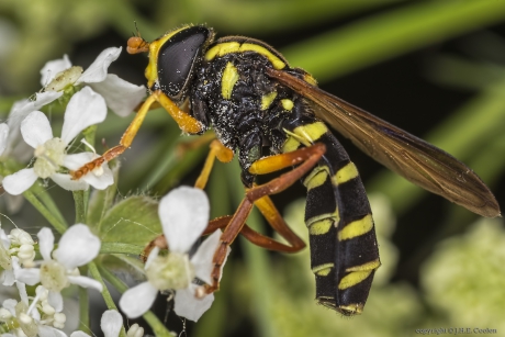 Streepcitroenzweefvlieg (Xanthogramma citrofasciatum)