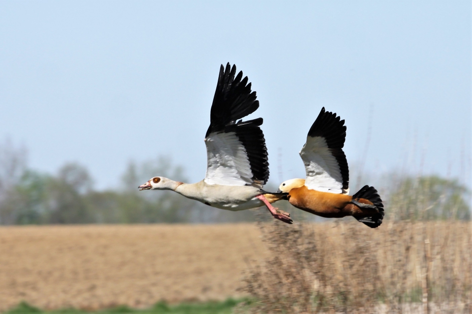 Strijd tussen de exoten - Vogels - Nijlgans en Casarca