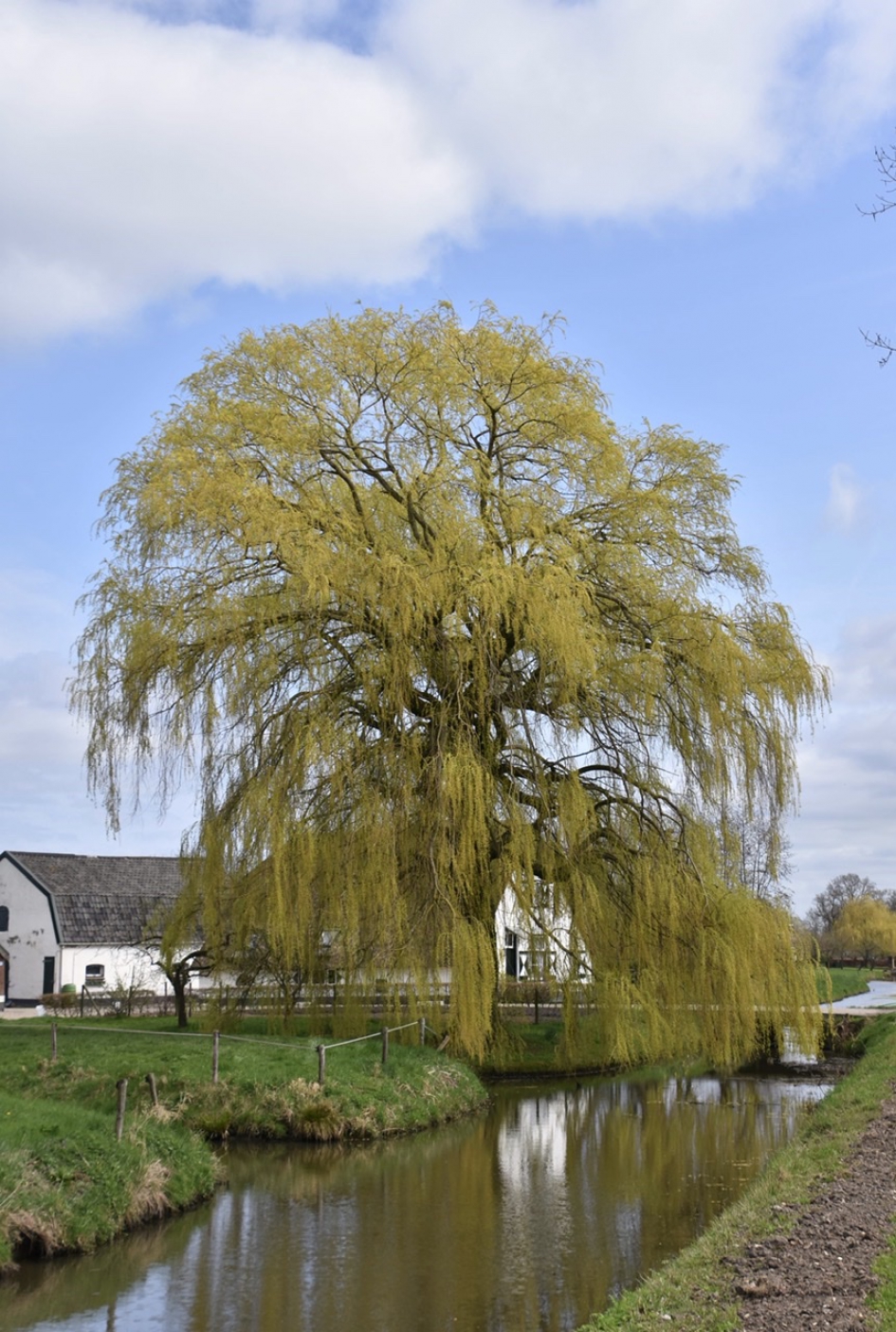 Treurwilg - Planten - 