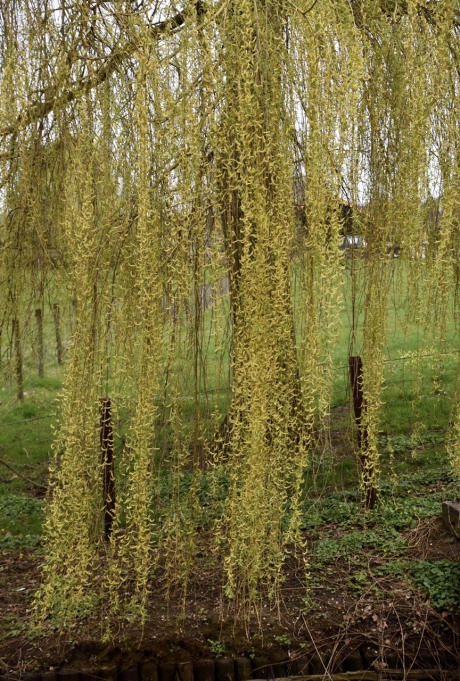 Treurwilg