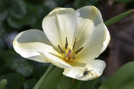 Tulp