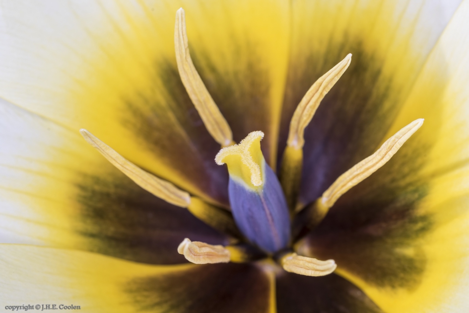 Tulp (Tulipa) - Planten - Tulp