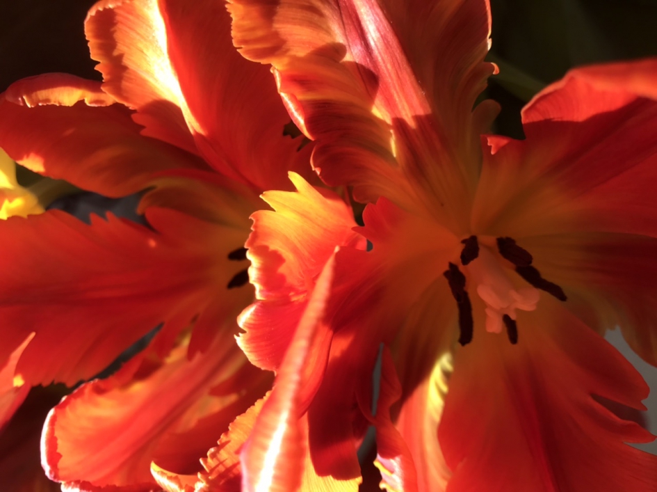 Tulpen - Planten - 