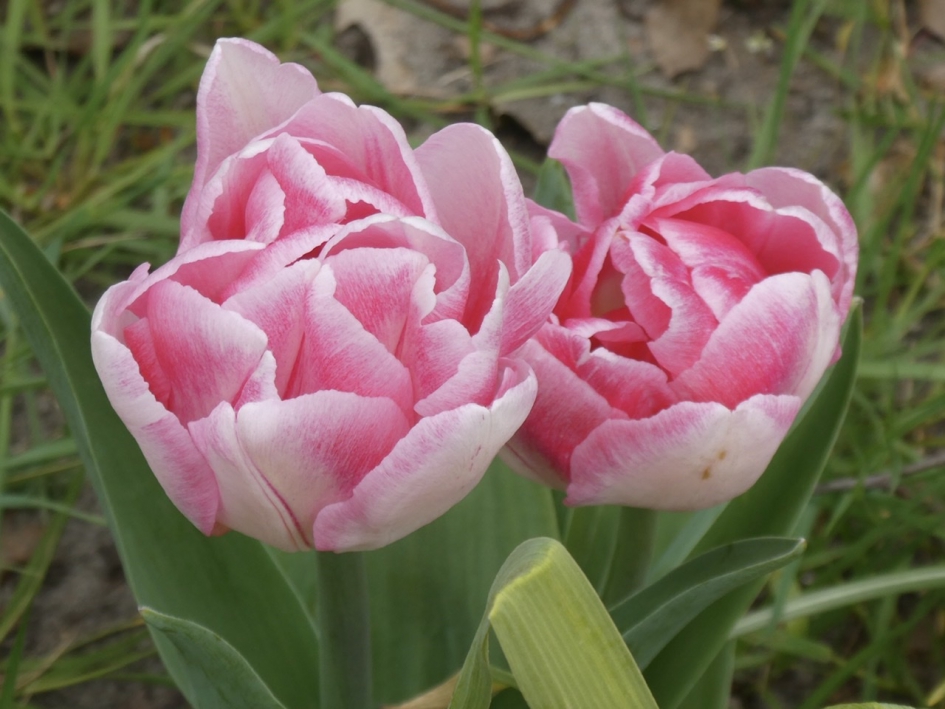 Tulpen - Planten - 