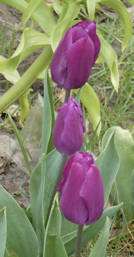Tulpen