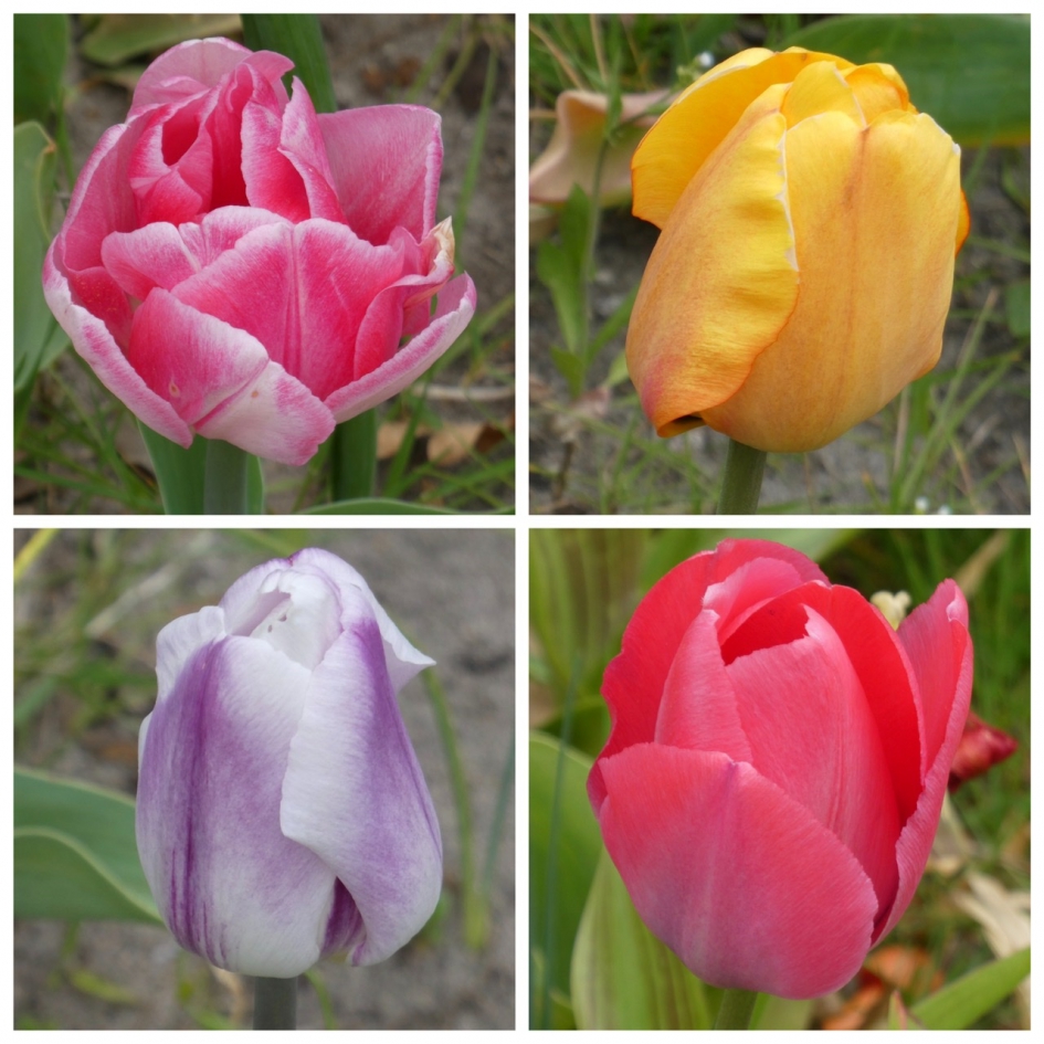 Tulpencollage - Planten - 