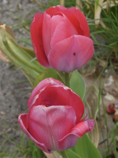 Tulpen