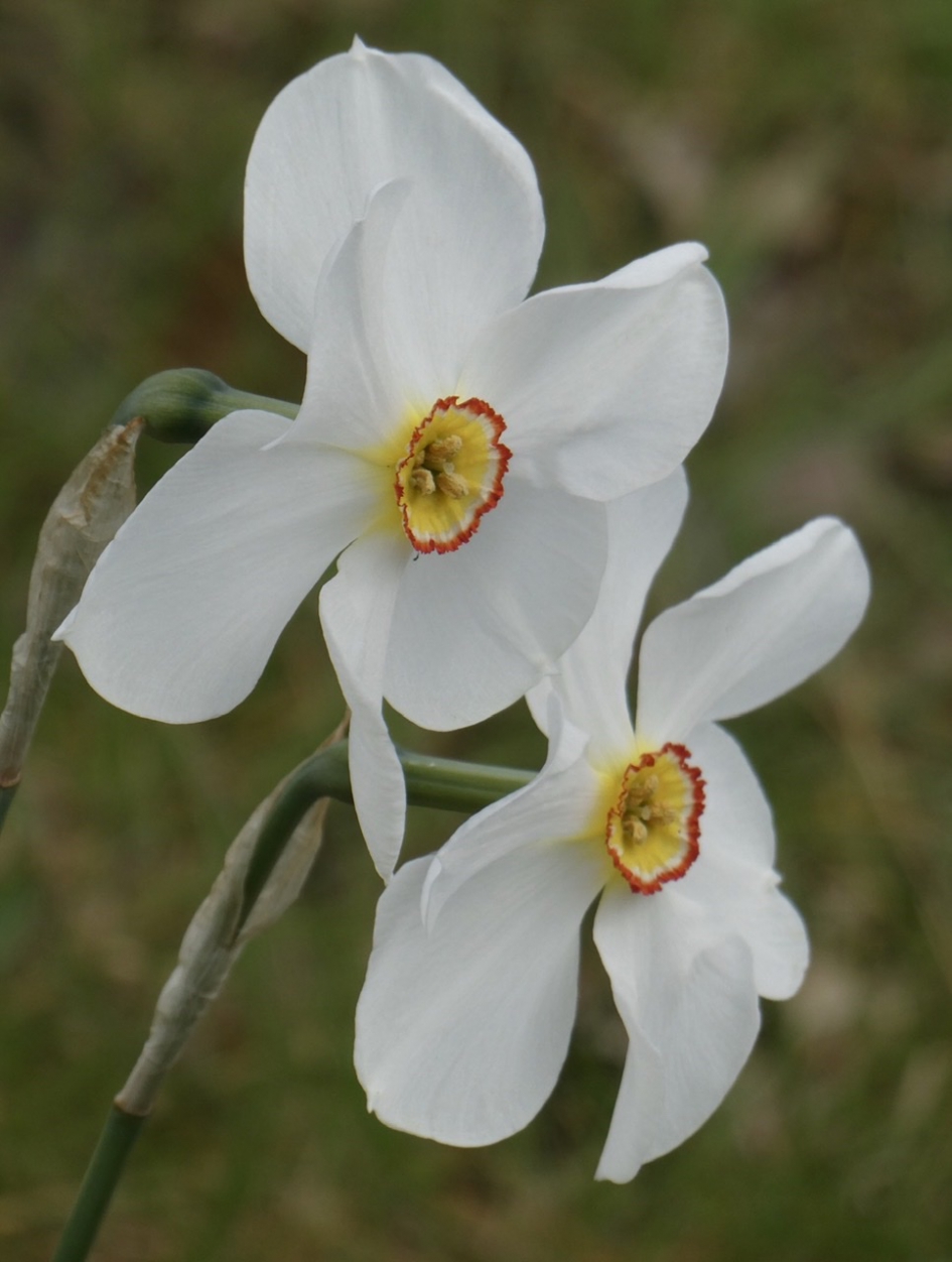 Twee kleurig - Planten - 