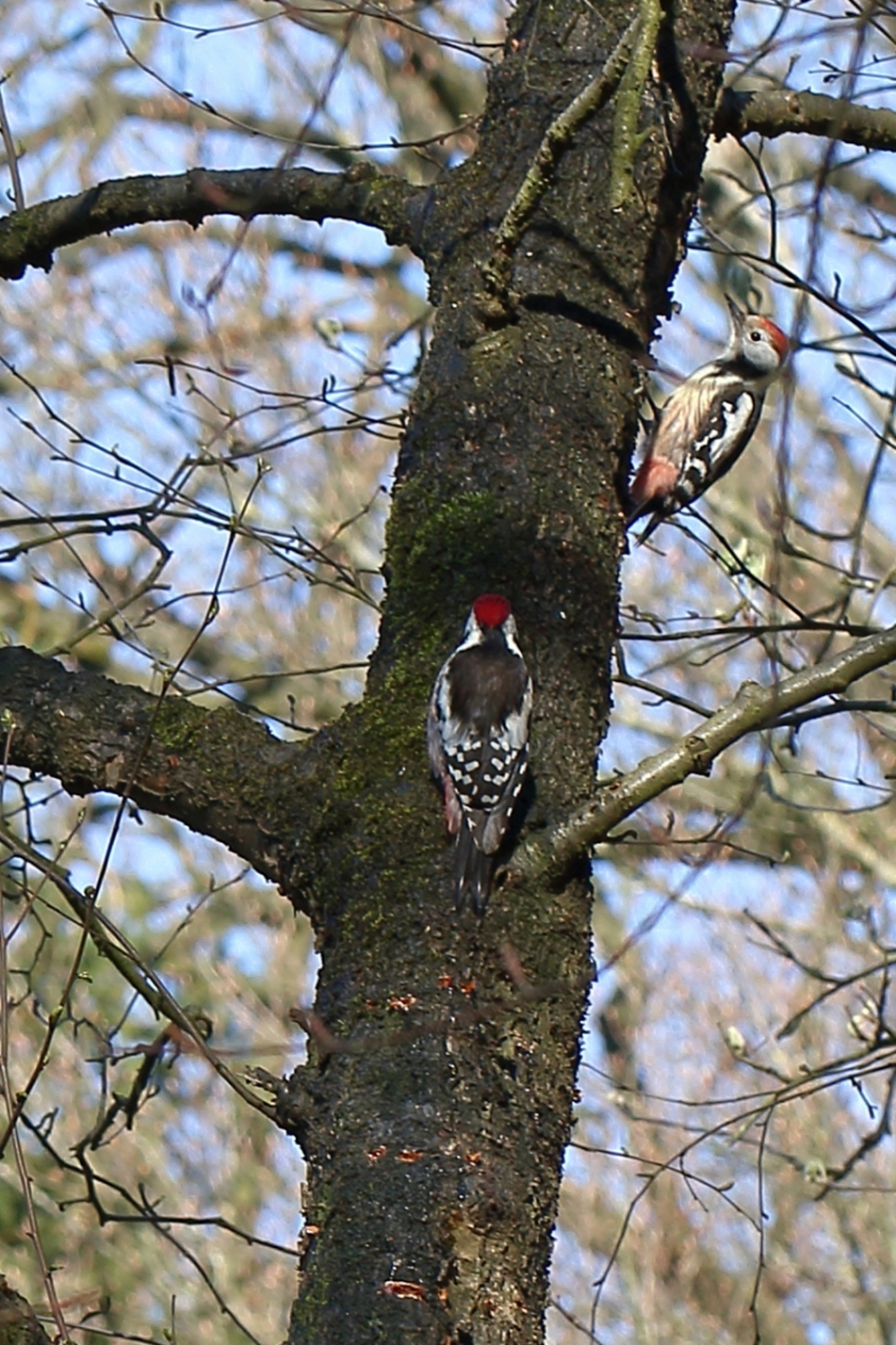 vader en zoon - Vogels - middelste bonte specht