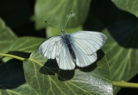 Witje in de tuin