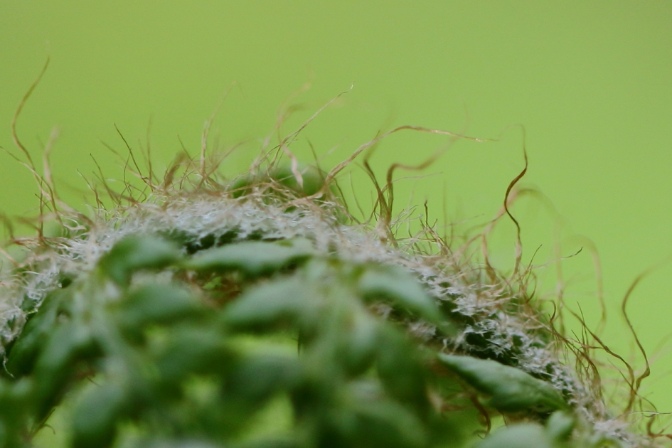 varen-haren - Planten - brede stekelvaren