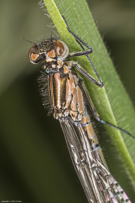 Variabele waterjuffer (Coenagrion pulchellum)