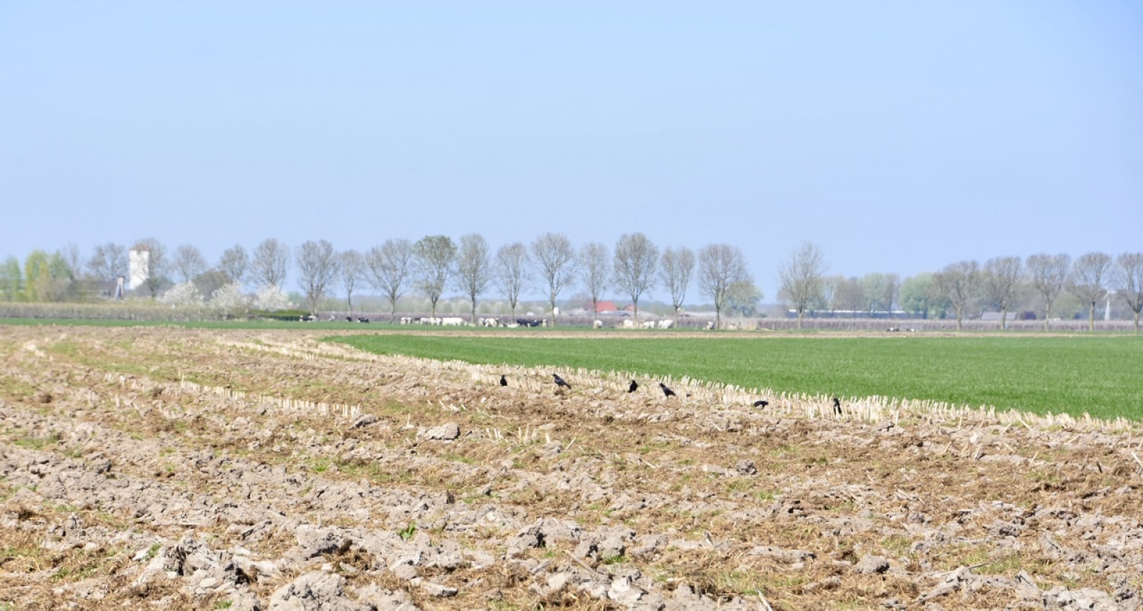 Vroege vogels Foto Weer en landschap