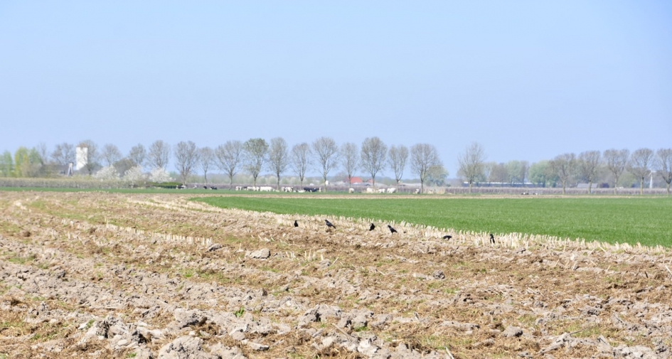 Veel kraaien in het land - Weer en landschap - 
