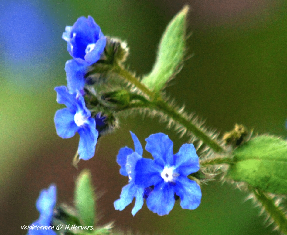 Veldbloemen. - Planten - Veldbloemen.