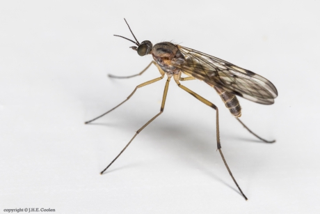 Venstermug spec.  (Sylvicola spec.)