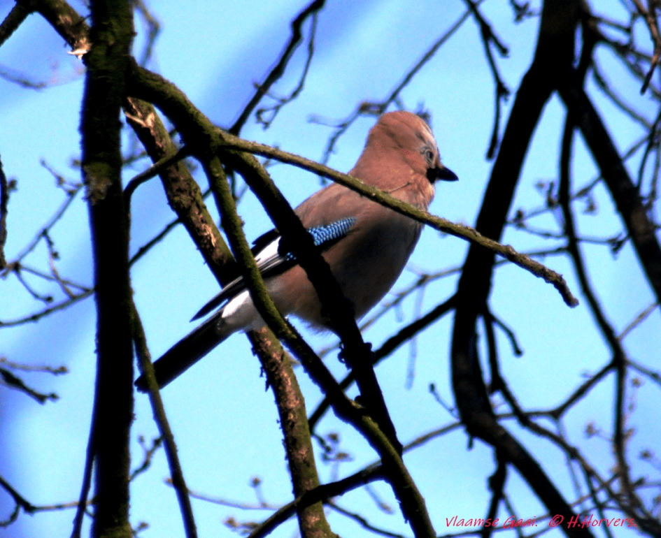 Vlaamse Gaai - Vogels - Vlaamse Gaai
