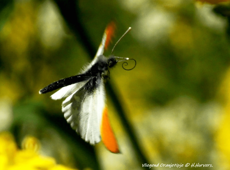 Vliegend Oranjetipje - Geleedpotigen - Oranjetipje