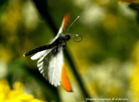 Vliegend Oranjetipje