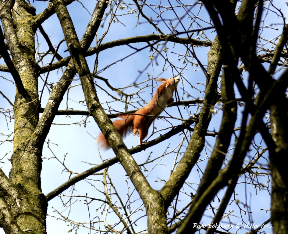 Vliegende Eekhoorn - Zoogdieren - Eekhoorn