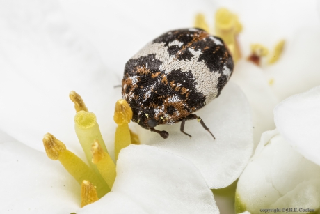 Vogelnestkever (Anthrenus pimpinellae)