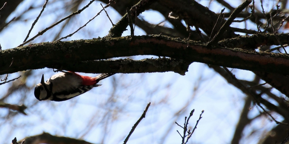 Vogels - Vogels - Bonte specht