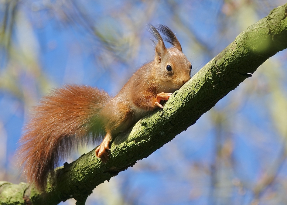 Voor het eerst zelfstandig op stap - Zoogdieren - Eekhoorn