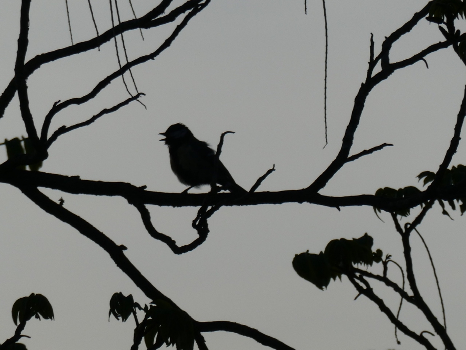 Vroeg in de morgen - Vogels - 