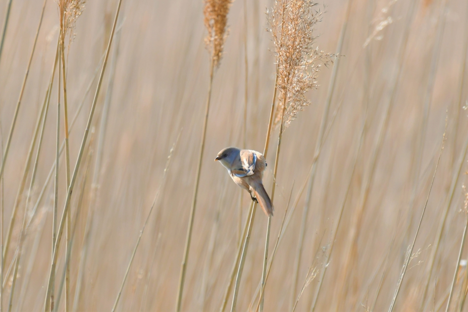 vrouw baardman - Vogels - baardman