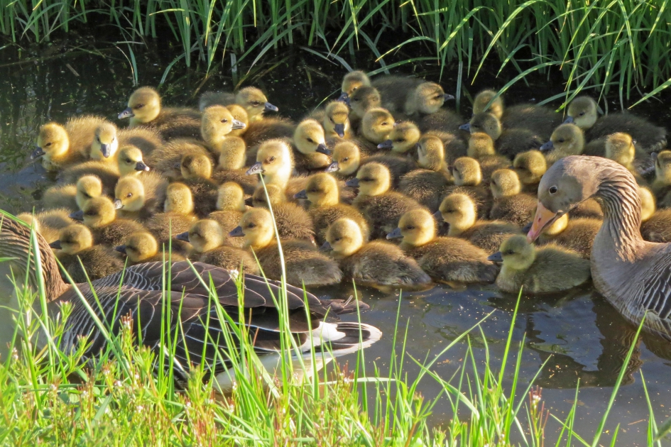 Waar ben ik aan begonnen? - Vogels - 