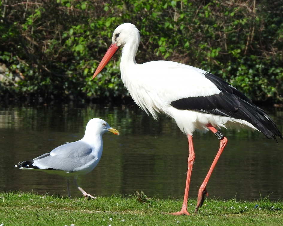 "Wat vind U nou van de hele toestand, juffrouw Ooievaar ?!" - Vogels - Ooievaar