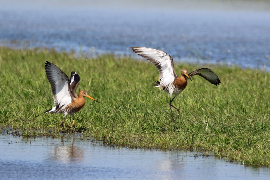 Weg jij.. - Vogels - Grutto