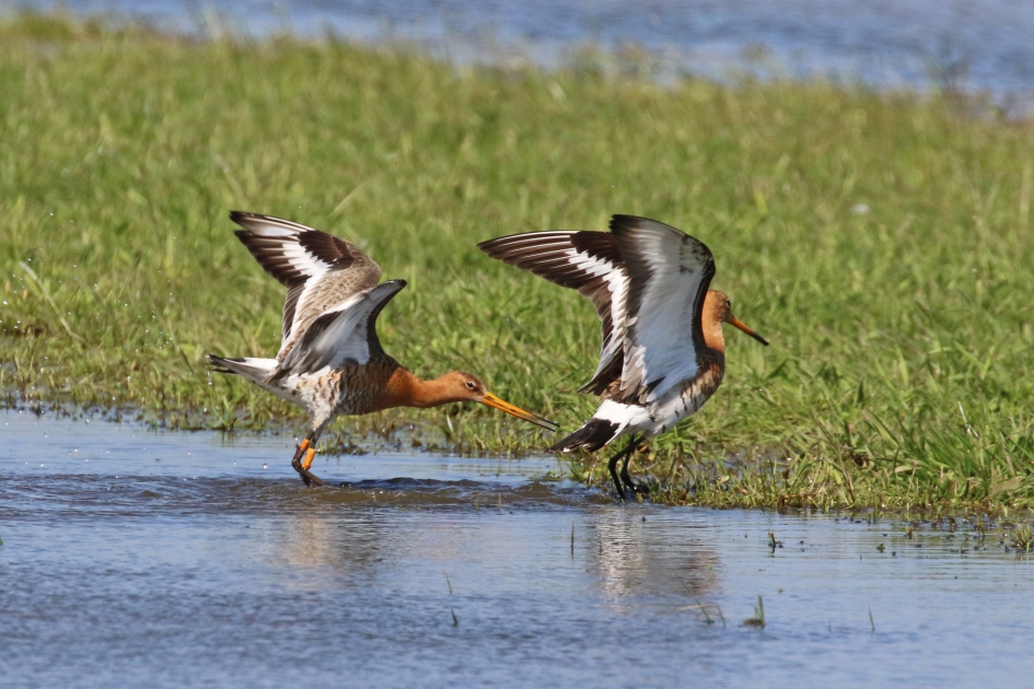 Weg jij en een beetje snel... - Vogels - Grutto