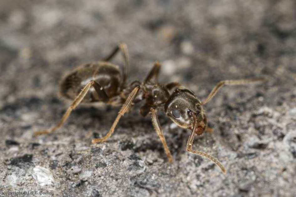 Wegmier (Lasius niger) - Geleedpotigen - Wegmier