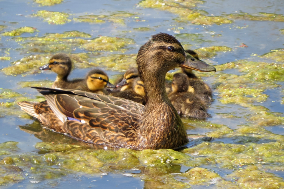 Wilde eend met pullen - Vogels - 