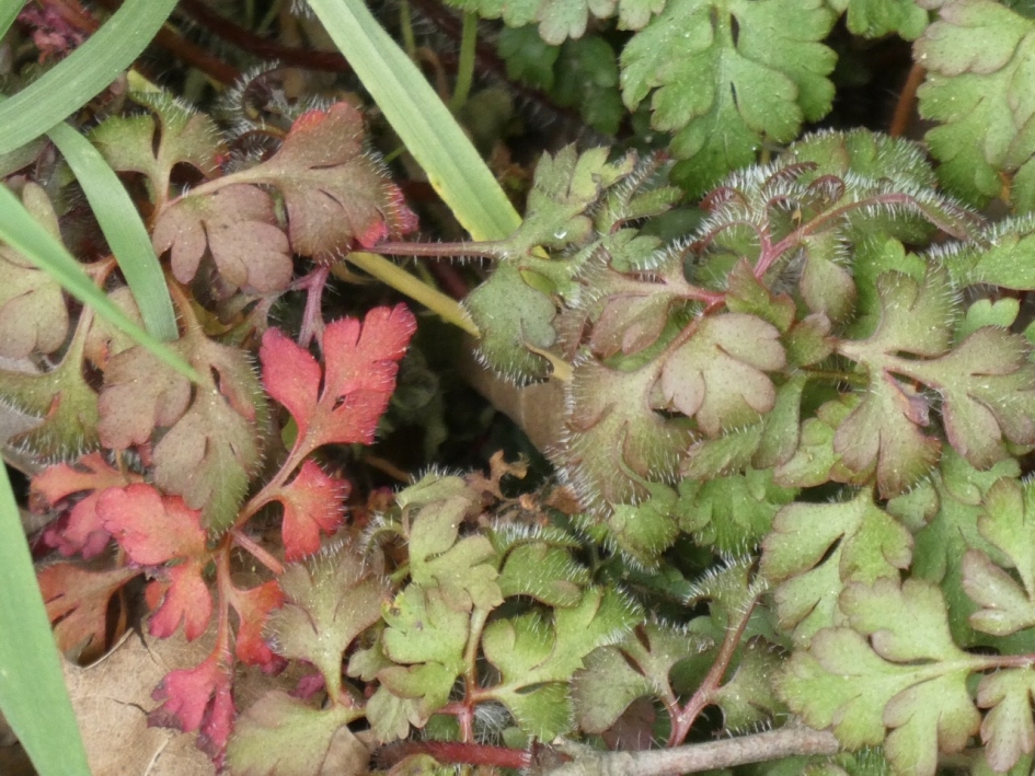 Robertskruid/Ooievaarsbek - Planten - 