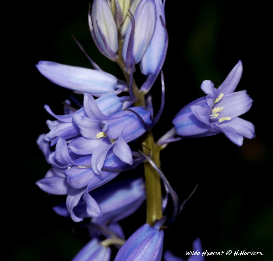 Wilde Hyacint - Planten - Wilde Hyacint