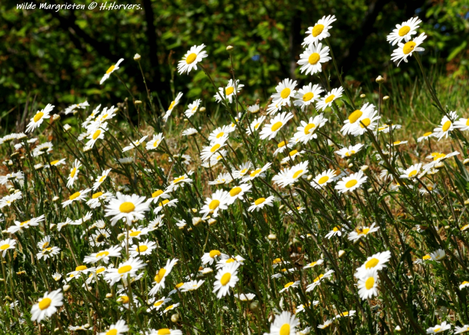 Wilde Margrieten. - Planten - Wilde Margrieten.