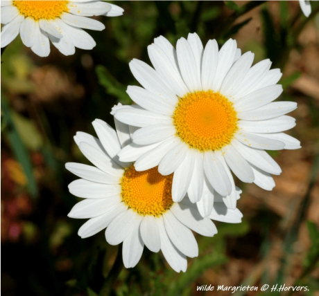 Wilde Margrieten.