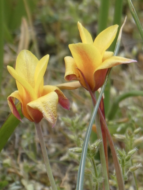 Wilde tulpen