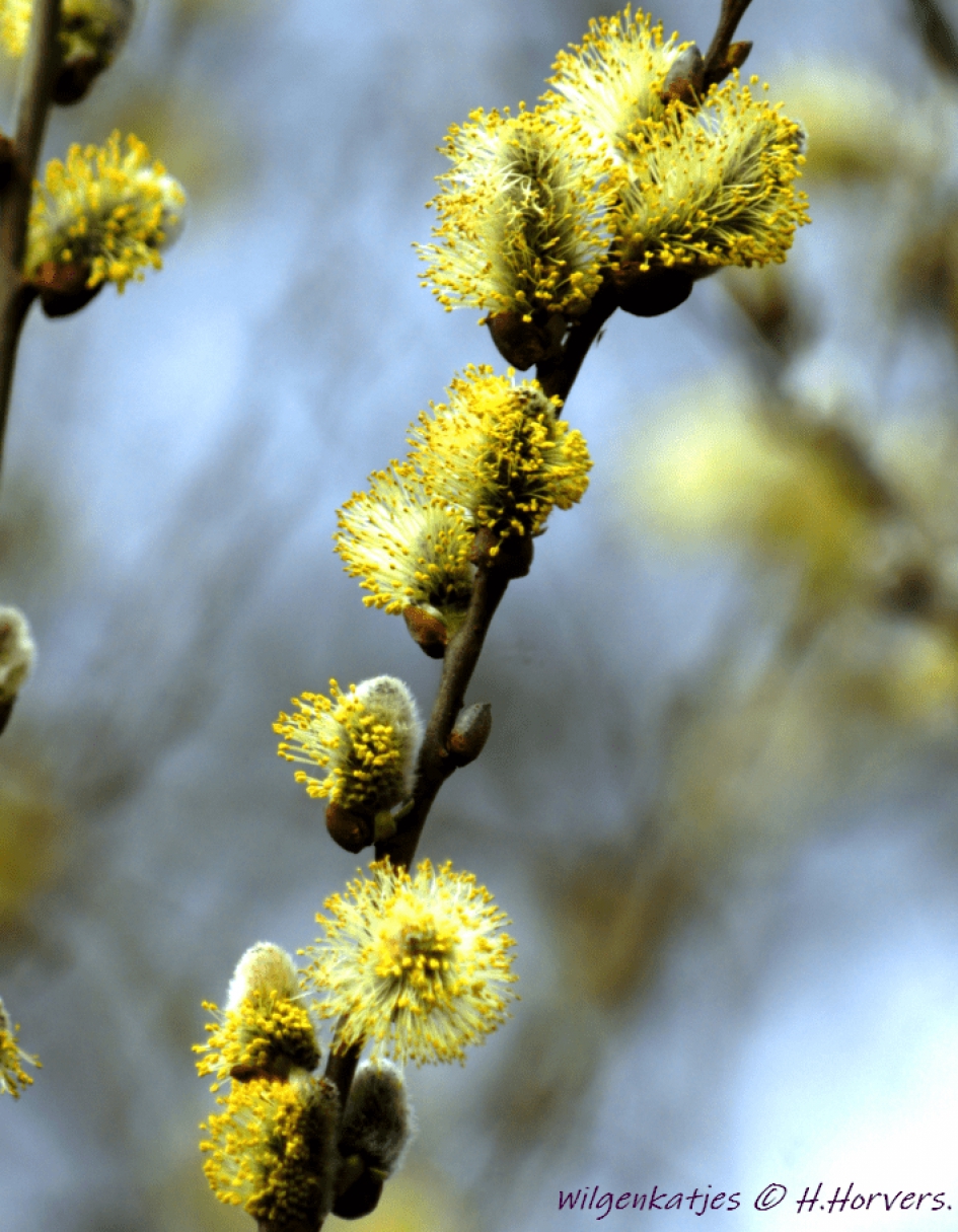 Wilgenkatjes - Planten - Wilgenkatjes