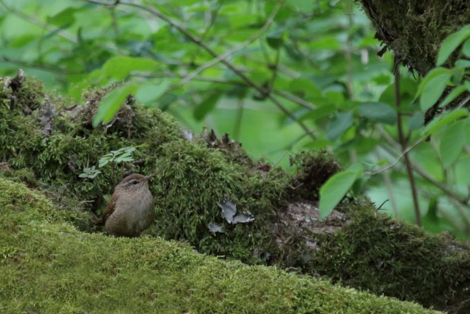 winterkoning - Vogels - winterkoning