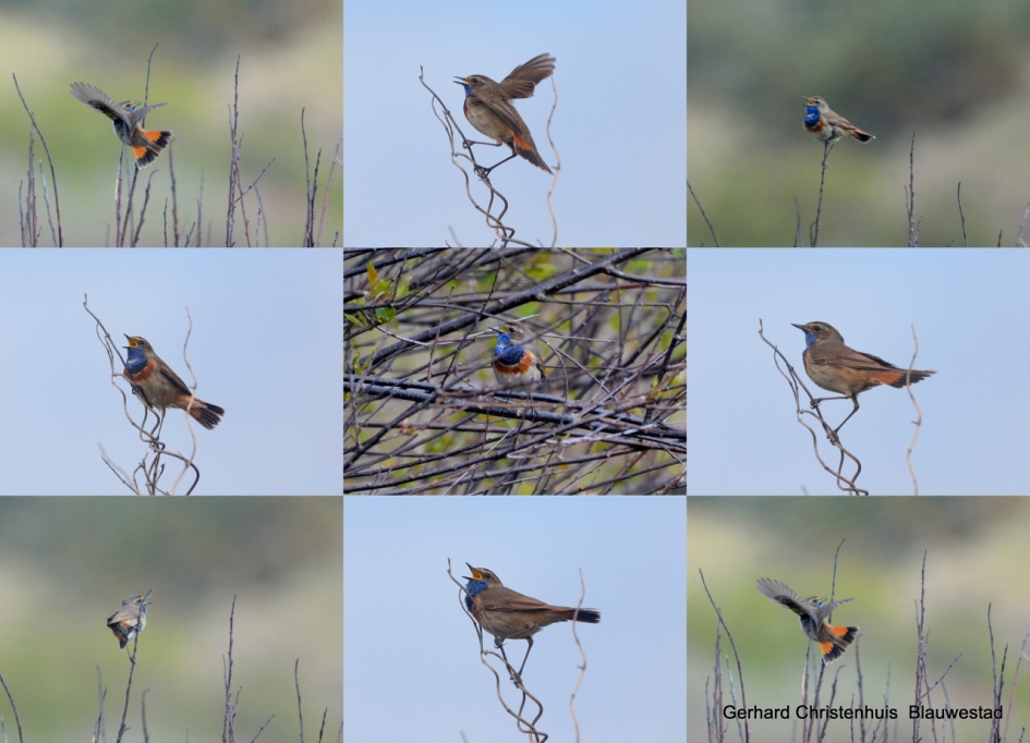 Witsterblauwborst op Texel Bleekersvallei - Vogels - 